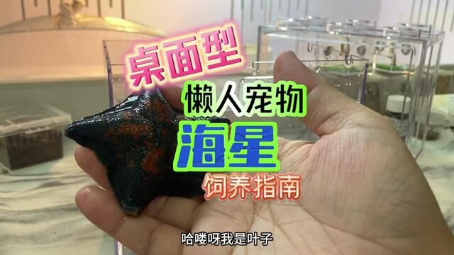 来养点不一样的宠物桌面型懒人宠物 我们的派大星 海星宝宝#小宠 #异宠 #海星 #宠物海星 #懒人宠物