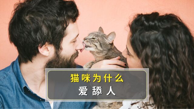 猫咪喜欢舔你?竟然有这些意思