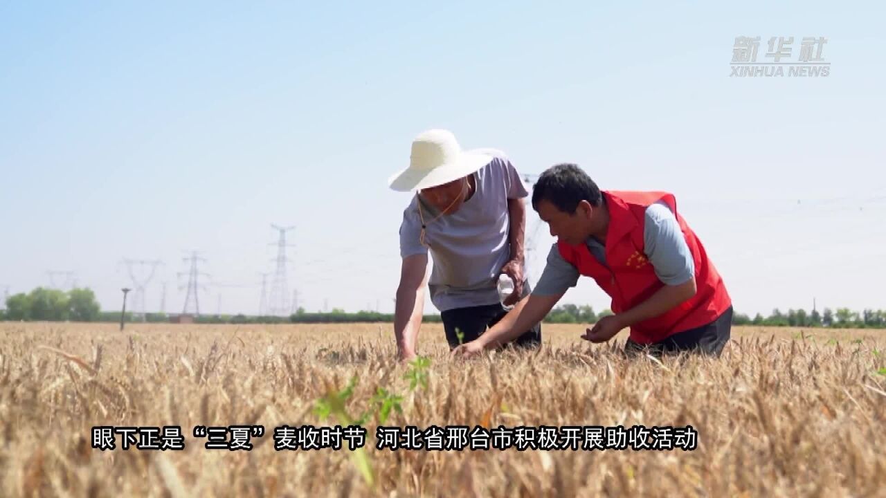 河北邢台:志愿者“三夏”助收忙