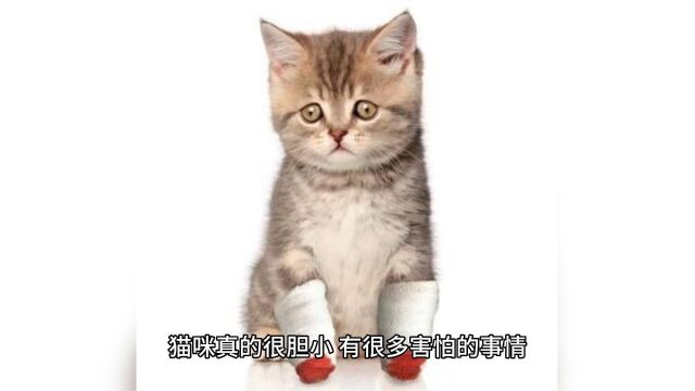 猫咪害怕的6个“痛点”,宠主们注意啦