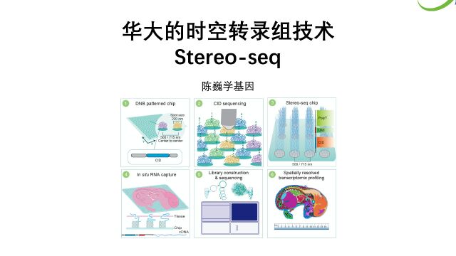 【陈巍学基因】华大时空转录组技术:Stereoseq