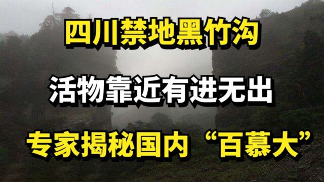 四川禁地黑竹沟,活物靠近有进无出,专家揭秘国内“百慕大”!