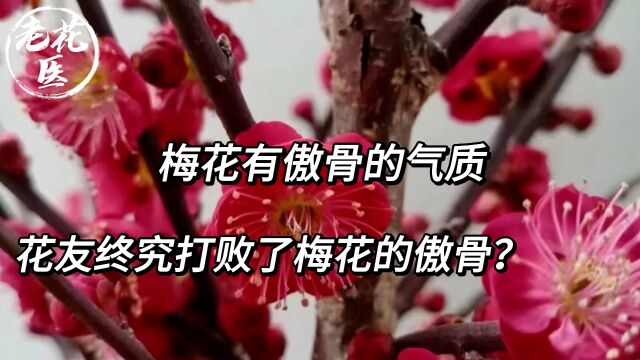 梅花有傲骨的气质,花友终究打败了梅花的傲骨?