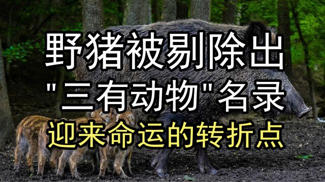 野猪被剔除“三有动物”名录,迎来命运的转折点