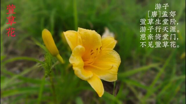 萱草花萱草花