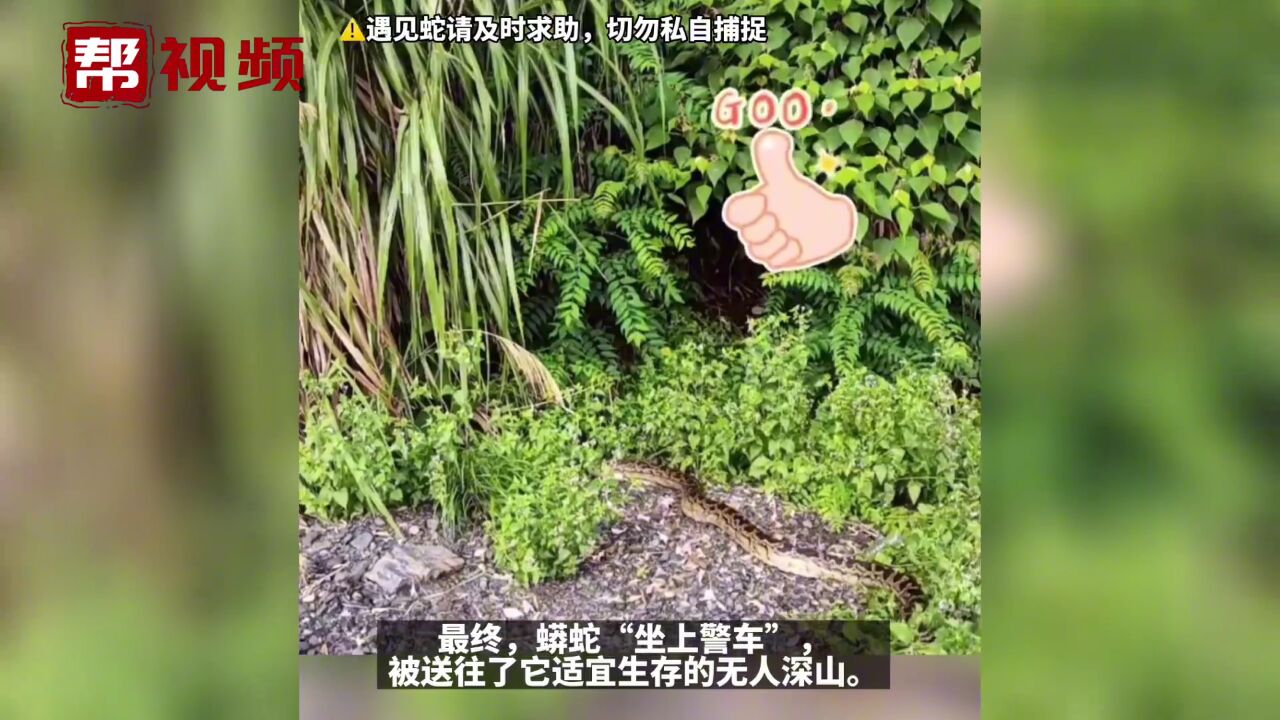 80斤大蟒蛇惊现养殖场 民警趁其进食间隙 徒手装进编织袋