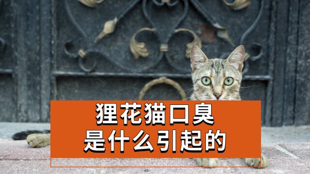 狸花猫口臭是什么引起的?你真的清楚原因吗?!