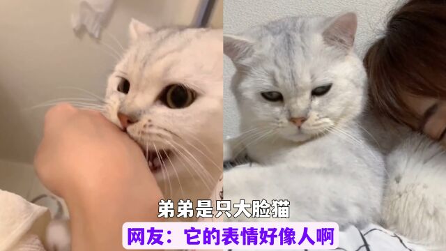 最通人性的暖男猫,每天对铲屎官百般呵护,网友呼喊:猫猫快成人