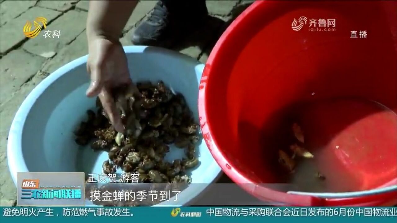 菏泽:大力发展金蝉特色养殖,销往全国各地,拓宽农民致富路