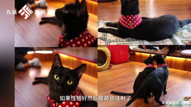 全国第一家公益猫咖在武汉,猫猫每天工作8小时给自己挣小鱼干:全员黑猫橘猫“再就业”,以后还想开萌猫丑猫三花猫店