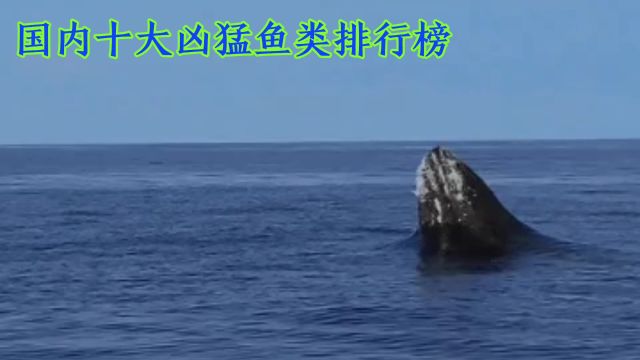 钓鱼技巧之国内十大凶猛淡水鱼排行榜