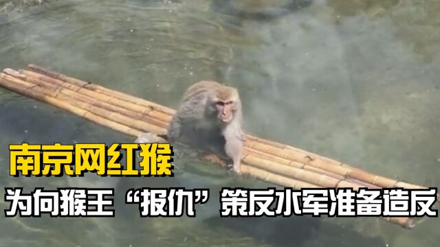 南京网红猴策反水军?上岸就遭猴王殴打,为“造反”开始广收小弟