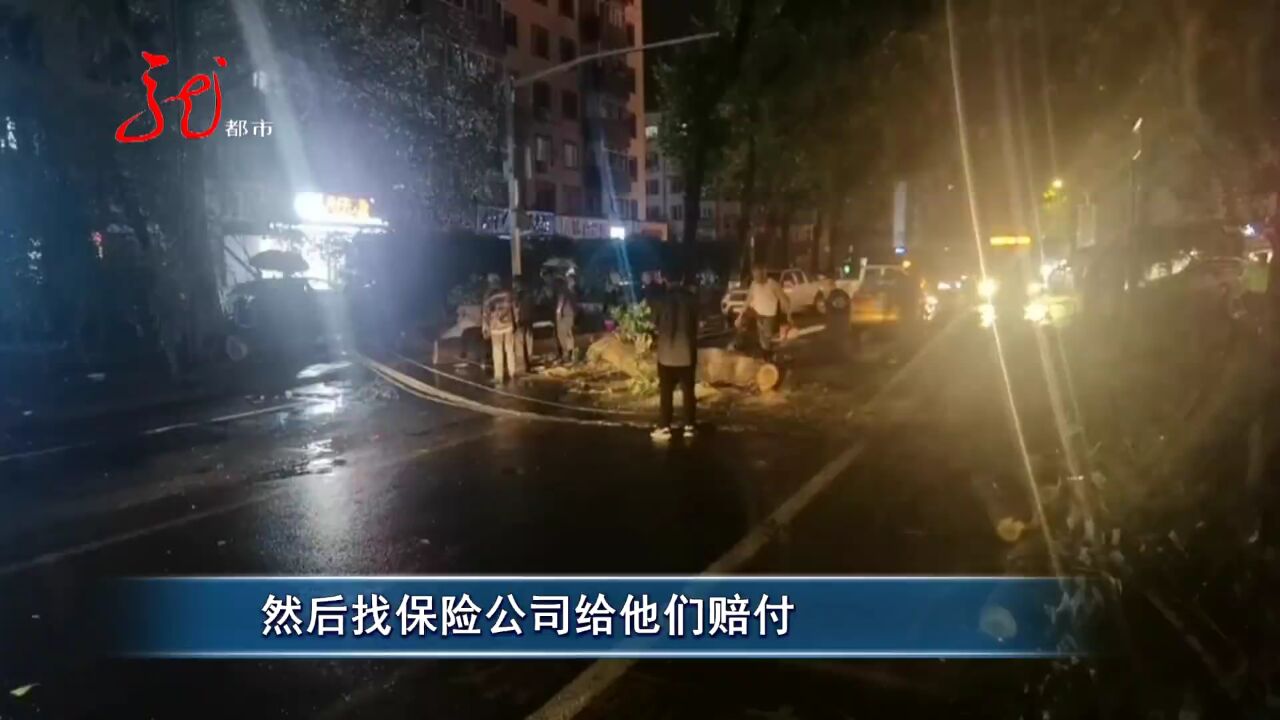 暴雨中大树倒地 砸中三辆汽车 园林部门迅速排除险情