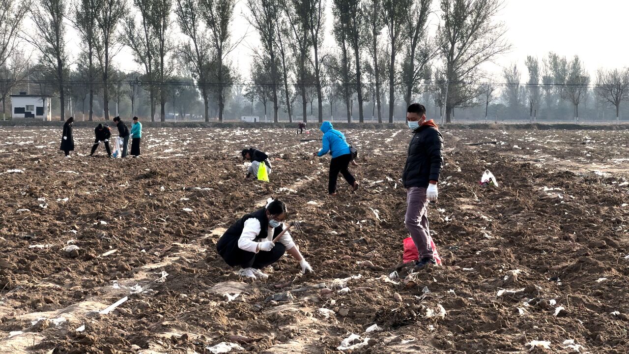 视频|大兴区有地方能免费挖红薯?记者现场探访