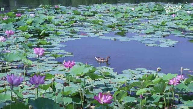 夏日,来龙潭西湖赏荷花