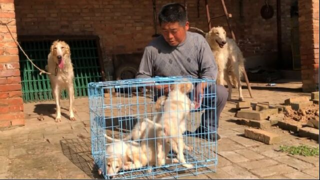 最有气质的猎犬苏俄猎狼犬,小狗超可爱,父肩高八十五母肩高八十