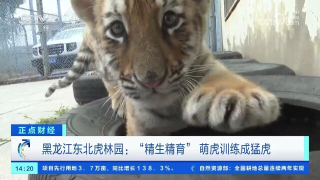 黑龙江东北虎林园:“精生精育”萌虎训练成猛虎