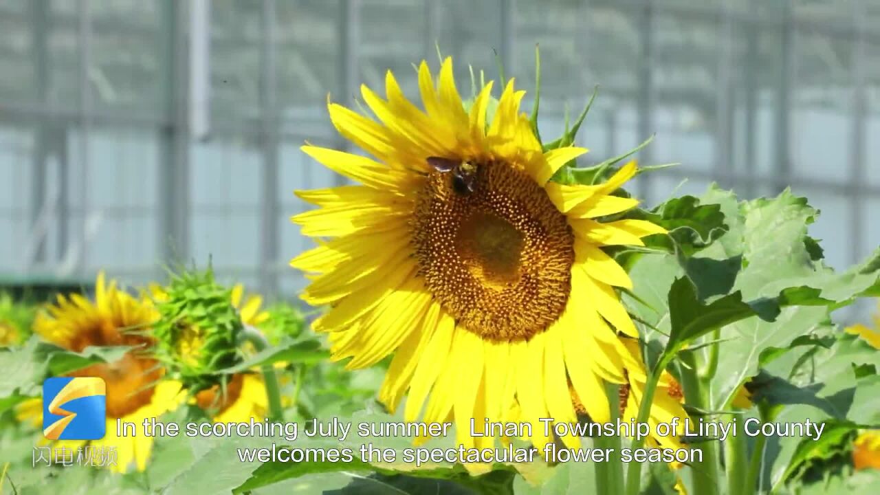 Beautiful Shandong: Encountering a sea of sunflowers in rural Linyi