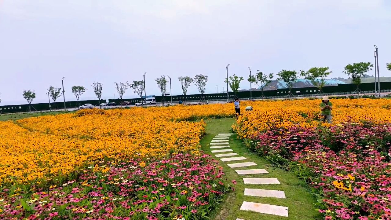 大连高新园区花海开了,雕塑公园旁边,可以来打卡了