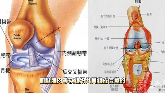 足部反射区【42】膝关节定位及手法