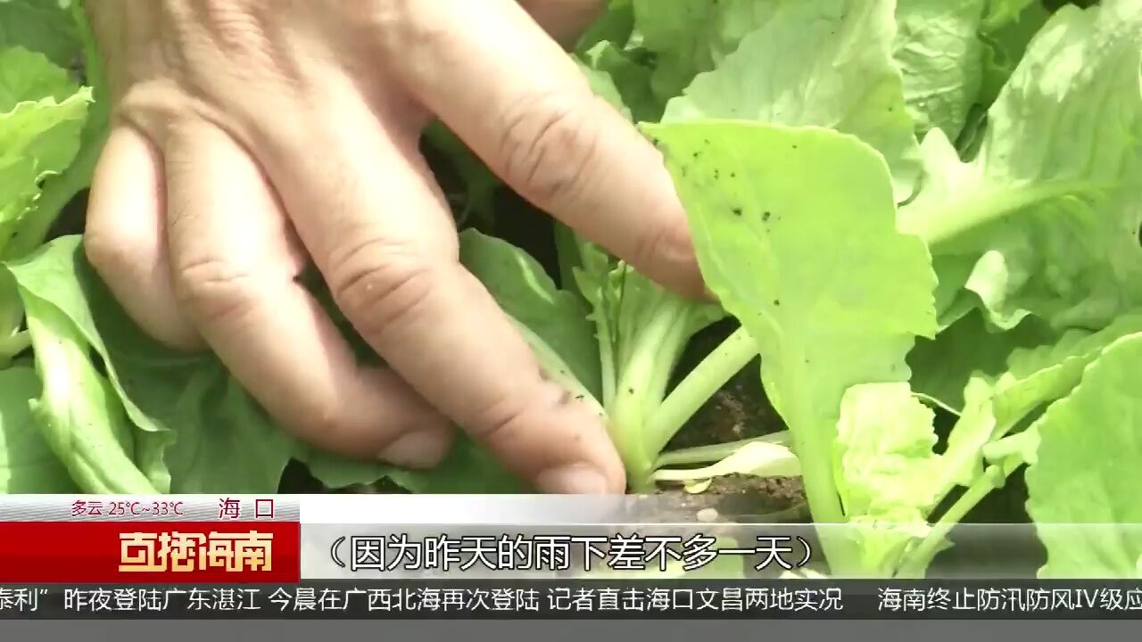 台风“泰利”远离:农技专家田间指导恢复生产 菜篮子菜品充足保障供应