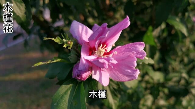 木槿在古代也称“篱障花”、“朝开暮落花”,花朵可以食用.#木槿花