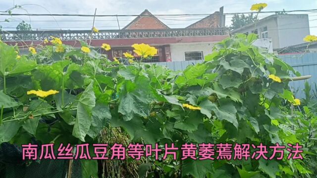 夏季南瓜丝瓜豆角等叶片黄萎蔫?不用愁,用这个方法可以搞定