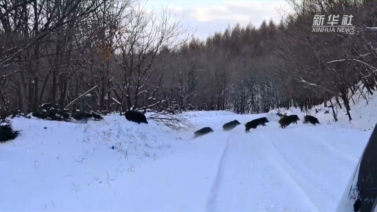 罕见!黑龙江东宁成群野猪雪地奔跑