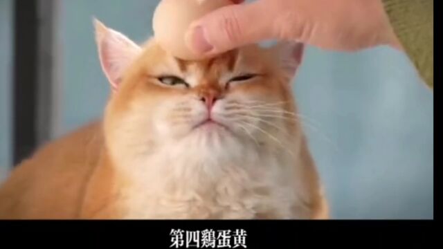 这些猫咪爱吃的食物,你们都知道吗?