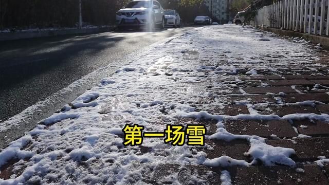 大连的第一场雪,小小的! #雪后 #太郎的日常 #第一场雪