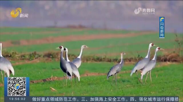 国家一级保护动物白枕鹤现身泰安东平湖,身形修长体态优雅