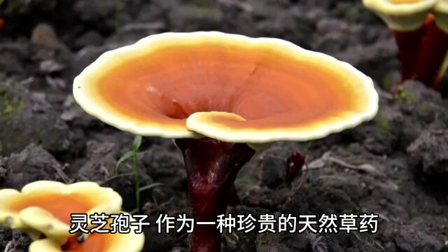 灵芝孢子的五大功效——健康与长寿的秘密