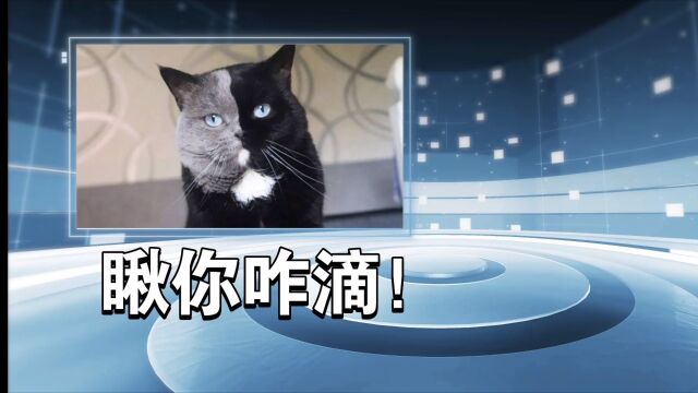 中华田园猫古代雅称之《杂色篇》#闲时说猫狗