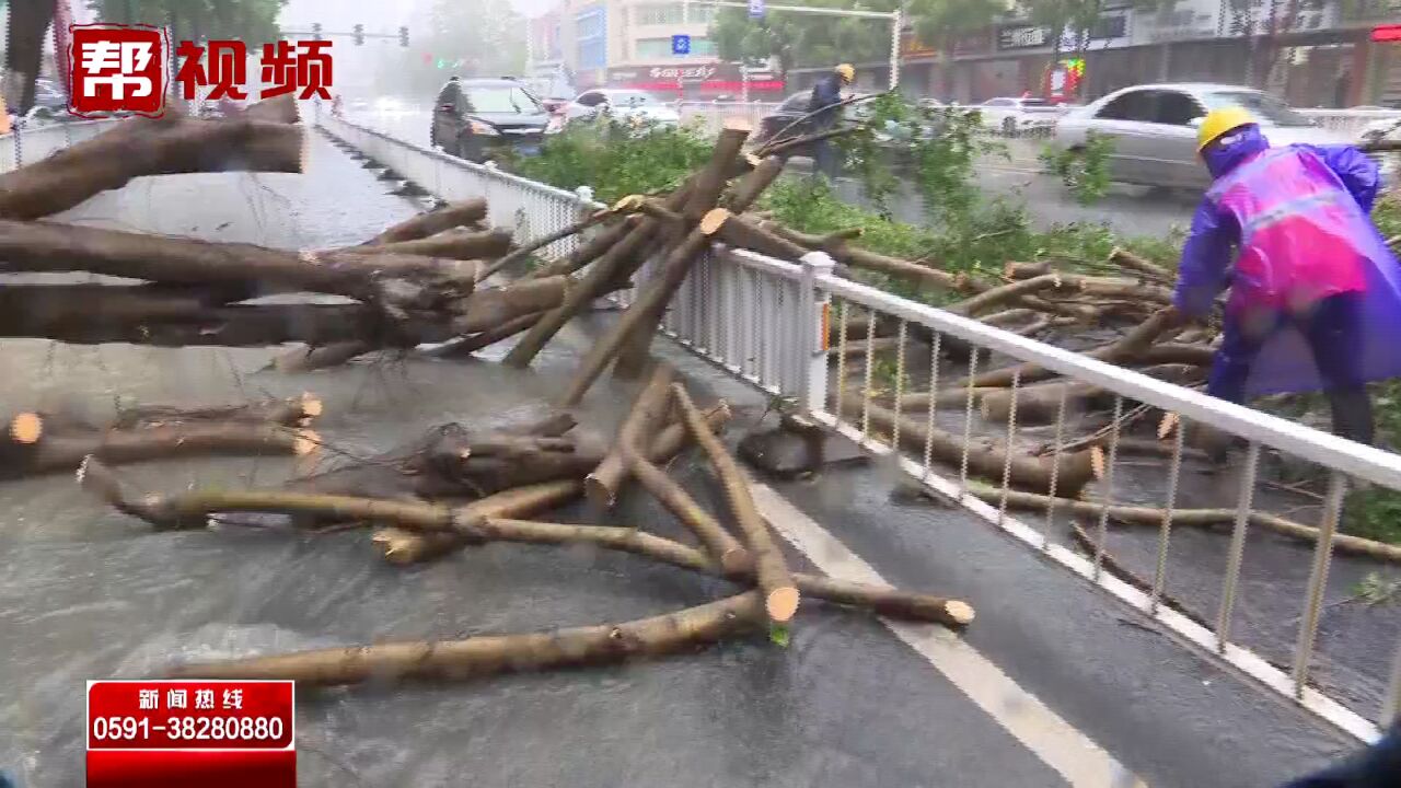 台风致莆田多条路段树木倒伏 园林部门紧急清障 及时清运保畅通