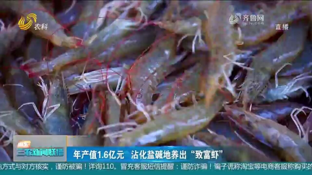 年产值1.6亿!滨州沾化依托海域资源优势,盐碱地养出“致富虾”