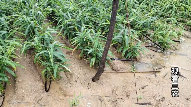 这次台风“杜苏芮”对行唐大姜影响有多大?带你去田间地头看个究竟