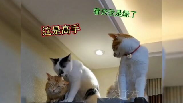 搞笑段子:猫:确认过眼神,是不是被绿了!