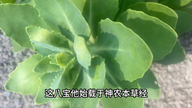 八宝草的功效与作用