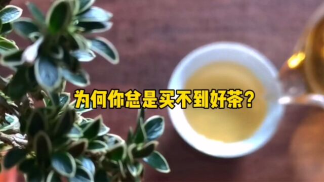 为何你总是买不到好茶?