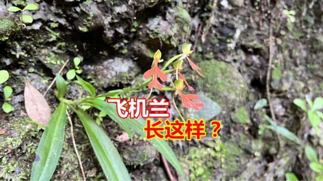 这种植物叫“橙黄玉风花”,也叫飞机兰,比金线莲价值高却不能挖