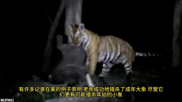 14个老虎震撼捕猎的片段,老虎对狮子、大象有胜算吗