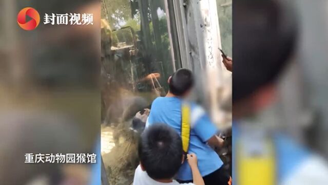 男孩在重庆动物园内撞击玻璃挑衅狒狒 律师:不文明行为应受谴责