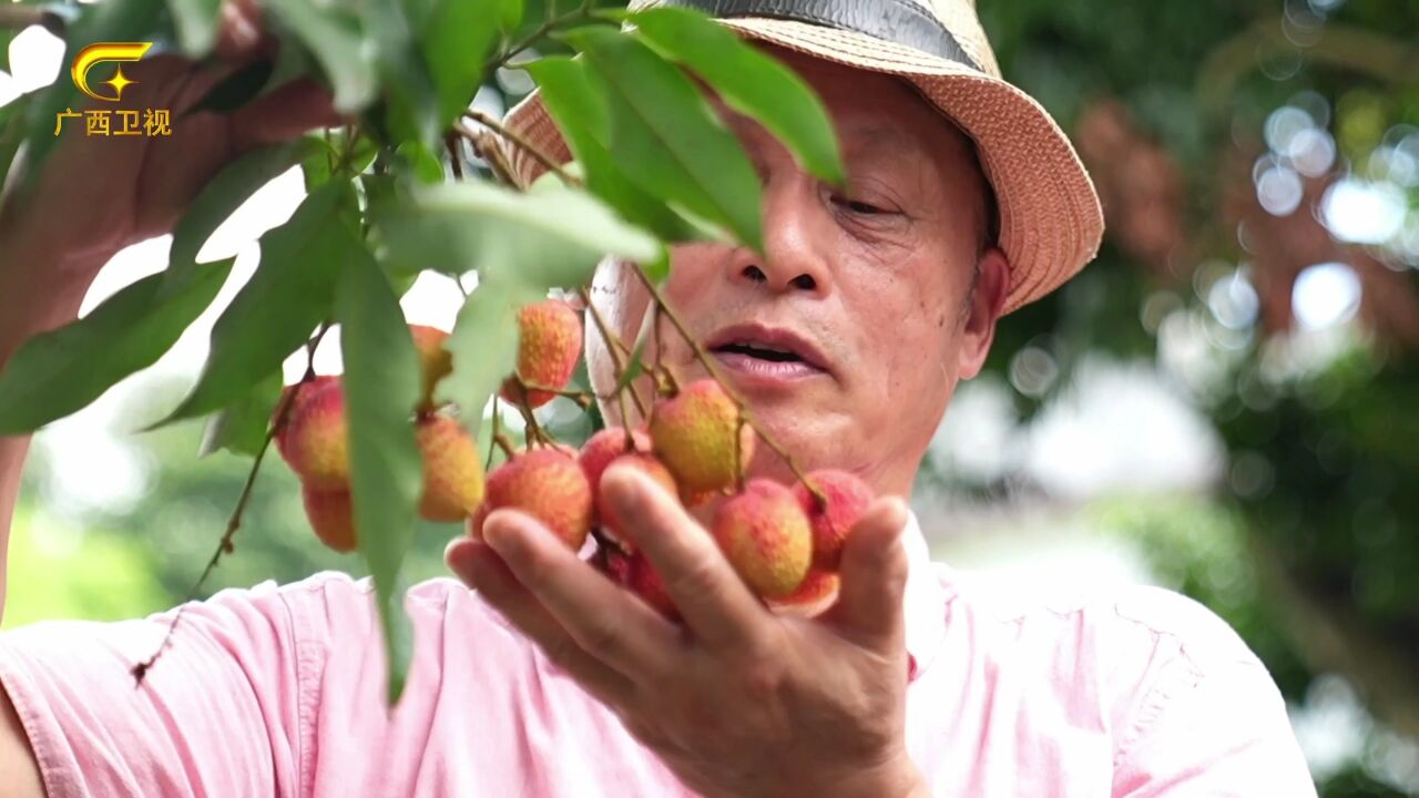 北流荔枝,寄托梦想与乡情!在广西北流,充满历史与回忆的果园里,颗颗荔枝香甜肥美,一期一会,来年等待您采撷品尝