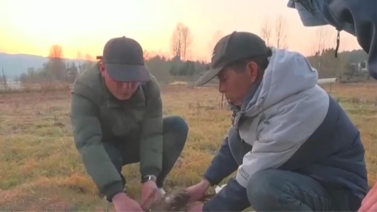 云之鹤,鸣于天,科技赋能生态保护