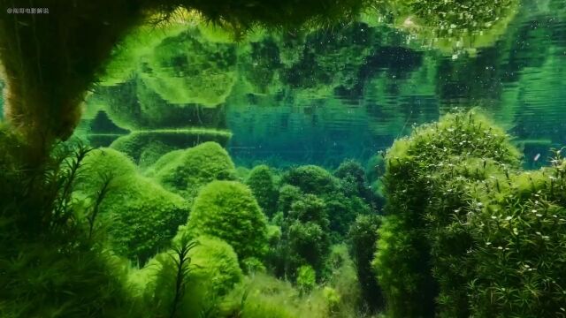 原来植物也会放电,神秘的曼德拉草真实存在纪录片植物.