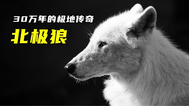 北境领主,白色猎影,北极狼30万年的极地传奇