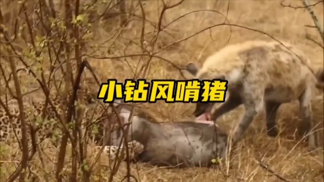 小钻风活啃疣猪