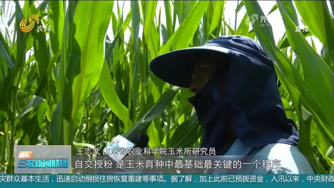 山东加大种源自主创新,维护国家粮食安全,助力农业增产农民增收