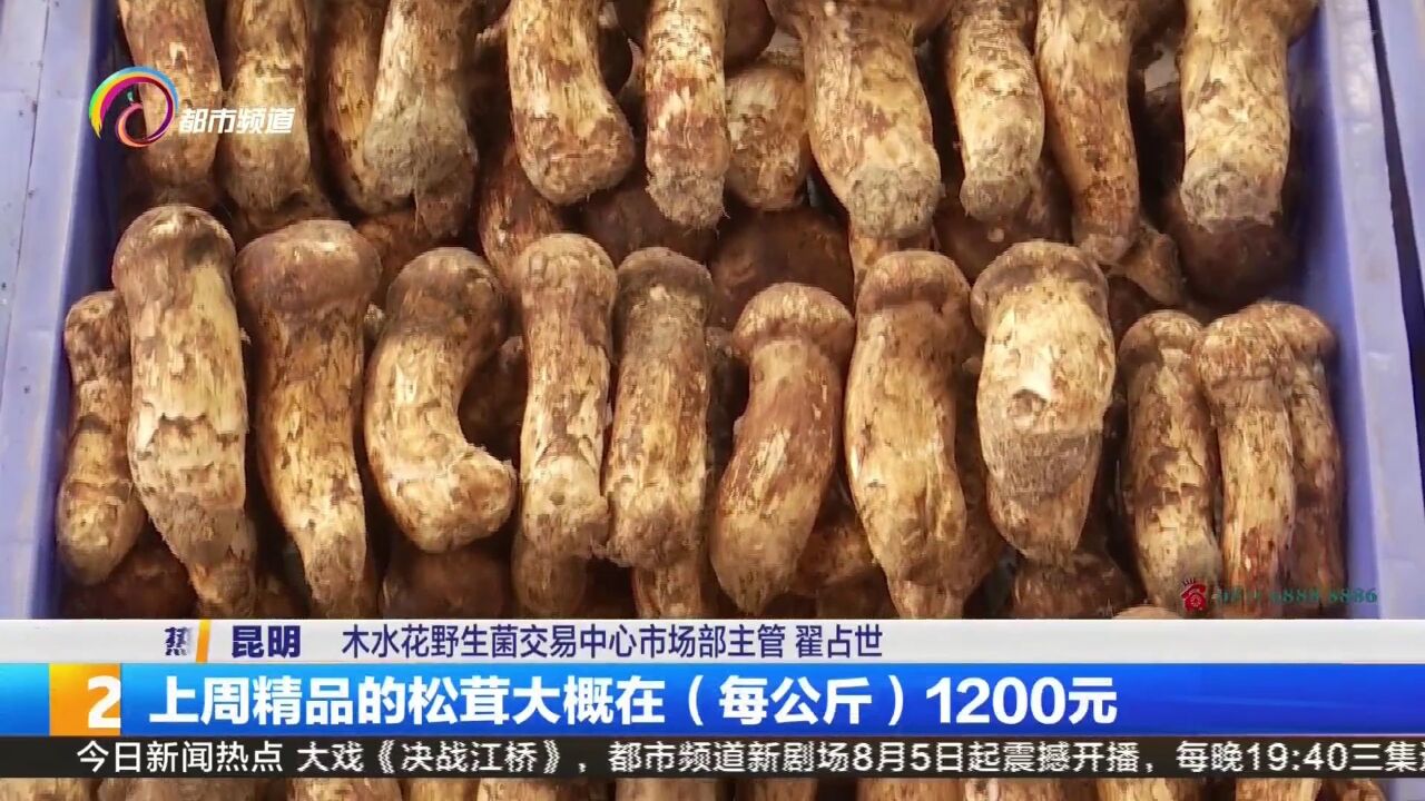 每天超600吨野生菌上市 抓紧饱口福