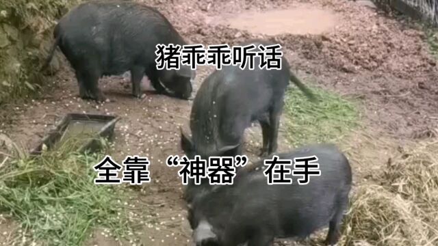 “神器”在手,让猪乖乖听话很容易.它们听着声就知道该开饭了.